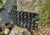 Charity stresses importance of pond escape routes after reported hedgehog drownings