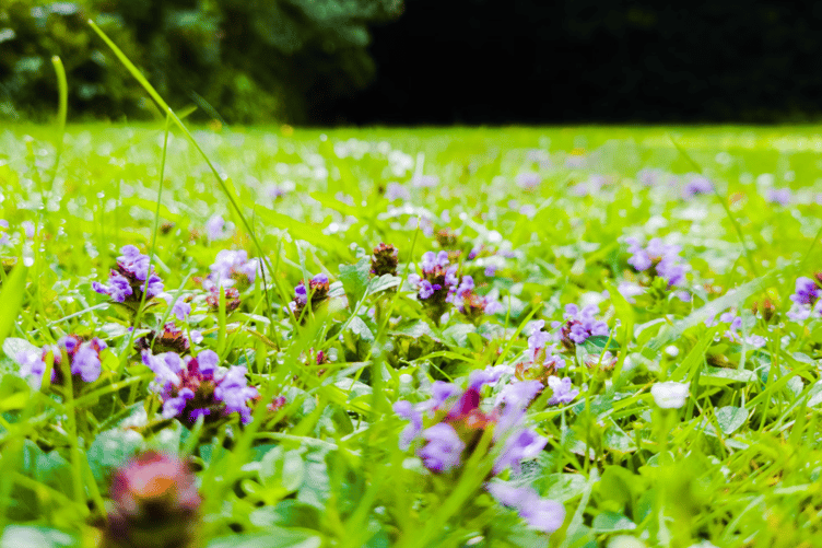 The town council have launched a survey