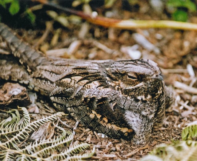 Help protect nightjars in Haldon Forest