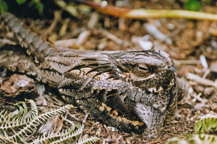 Nightjar. Photo Forestry Engand 