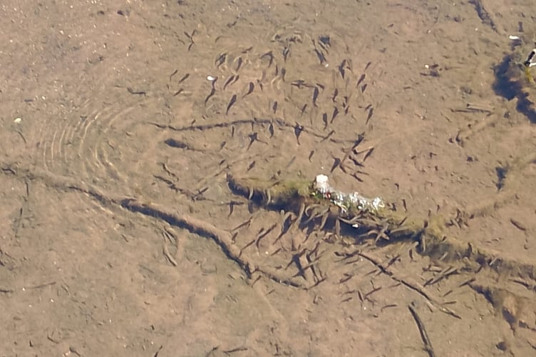 Fish spawning in the Brook, Dawlish. Photo Noreen Goodchild