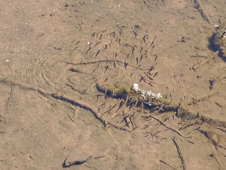 Fish spawning in the Brook, Dawlish. Photo Noreen Goodchild