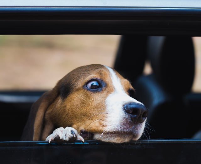 Police issue reminder over dogs in hot cars 