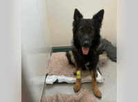 Dog required surgery after swallowing fish hook 