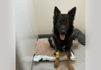 Dog required surgery after swallowing fish hook in Newton Abbot park