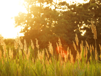 Tips for staying safe as health agency issue heat warning 