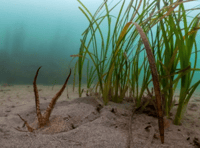 Water company funding research into seagrass support 