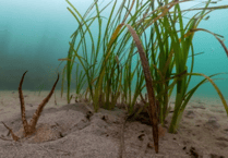 South West Water funding research into seagrass support