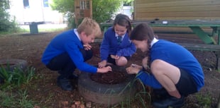 School children plant wildflowers