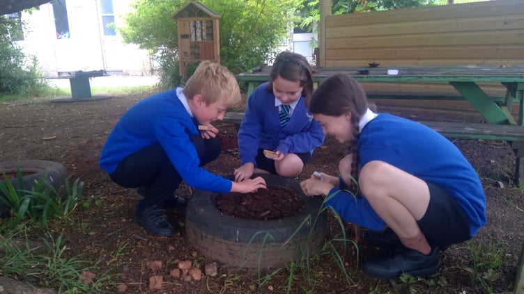 Children at Westcliff Primary School in Dawlish plant wildflower seeds.