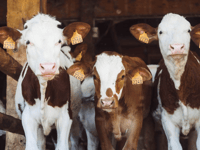 Project to provide historical perspective on contemporary farming