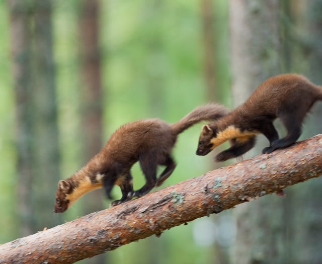 Pine marten project celebrates arrival of first young