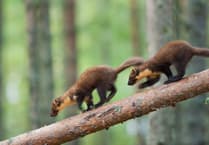 Pine marten project celebrates arrival of first young
