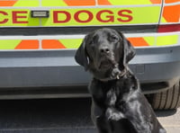 Police Dog Ken Sniffs Out Drugs