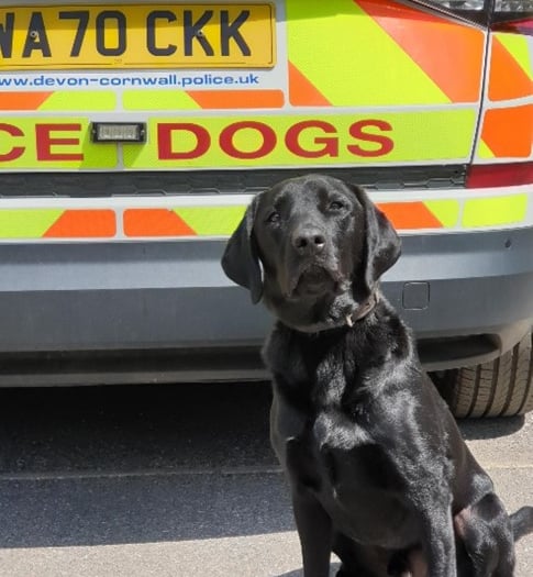 Police Dog Ken Sniffs Out Drugs