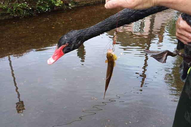 Dawlish Brook fishing ban proposed