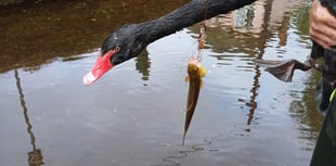 Second swan ingests fishing line