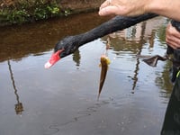 Dawlish Brook fishing ban proposed