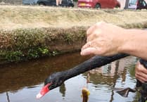Second Dawlish swan ingests fishing line