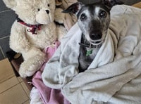 Gentle greyhound Pearl seeks loving home