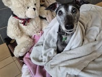 Gentle greyhound Pearl seeks loving home