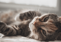 First-of-its-kind scientific review exploring cat overpopulation in UK published