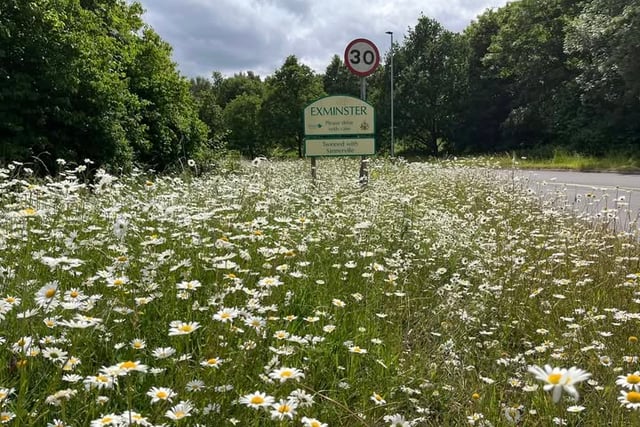 Volunteers Needed to Preserve Exminster Wildflowers