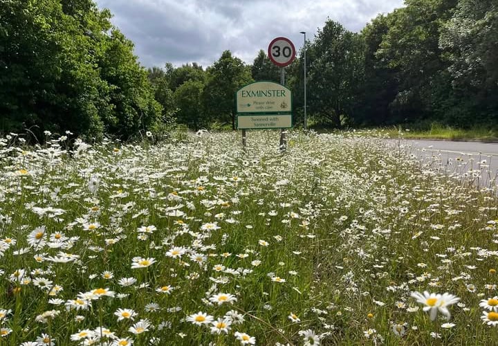 Exminster's wildflower verge. Photo Exminster Green Spaces. 