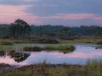 Study shows plant-microbe defence in peatlands against climate change