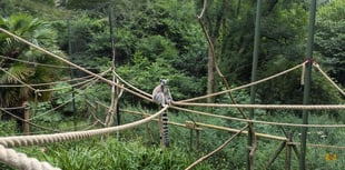 ‘Save our zoos’ plea from Devon MP