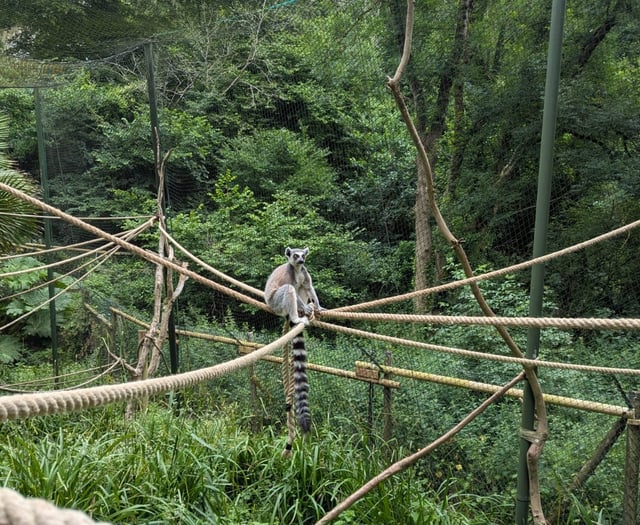 ‘Save our zoos’ plea from Devon MP