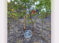 Think about picnic instead of BBQ, say fire service amid dry weather 