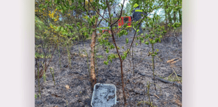 Think about picnic instead of BBQ, say fire service amid dry weather 