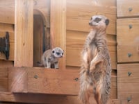 New meerkats thrive at Dartmoor Zoo