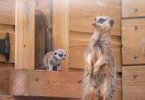 Dartmoor Zoo's meerkat arrivals thrive!