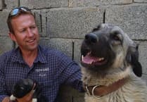 Meet Pen Farthing at Exminster dog show