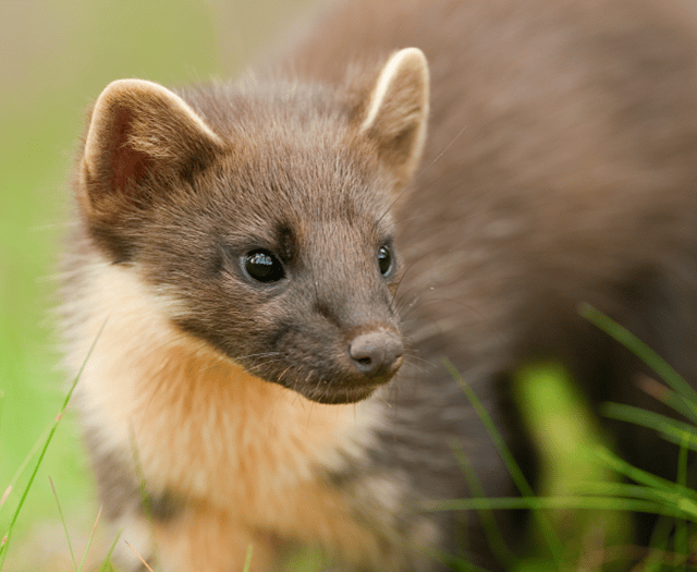 Ensuring safe crossings for Devon's pine martens