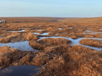 Peatland restoration resumes on Dartmoor 