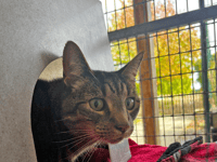 Missing cat re-united with owner after five years