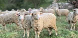 Bluetongue detected in Devon livestock