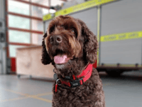 Devon fire dog Digby shortlisted for 'Make a Difference' award