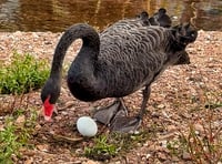 Concerns over Dawlish Black Swan egg