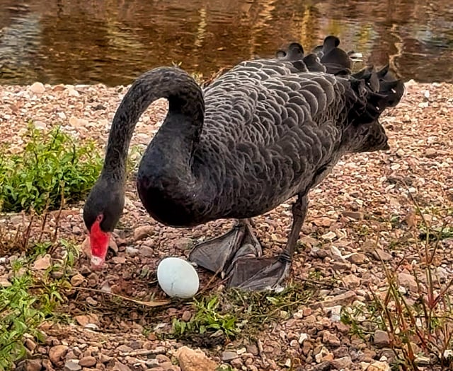 Concerns over Dawlish Black Swan egg