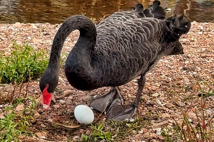 Black Swan dad Bert with the new egg. Photo Pilchard Cottage 