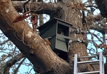 Newton Abbot's newest owl box at community centre