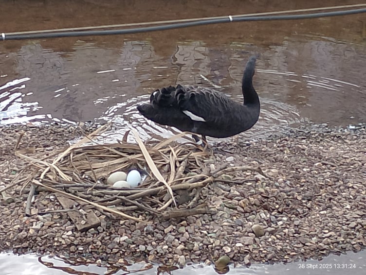 Three eggs on the Black Swan nest in Dawlish. Photo Noreen Goodchild