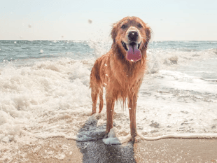 Dog beach ban comes into force soon