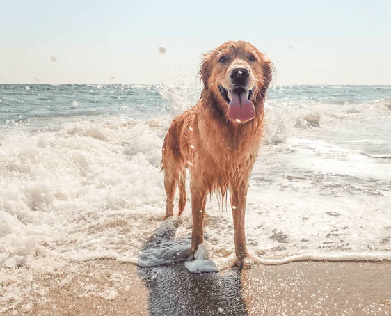 Dog beach ban comes into force soon