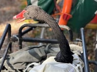 Reggie the Black Swan finds new home