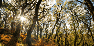 Devon makes Britain's best 'Leaf-Peeping' destination list 